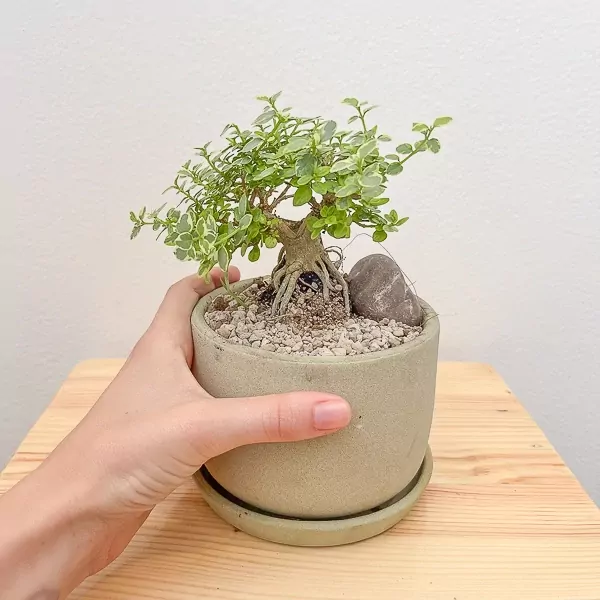 Premna Variegated Wealth Plant - Premna