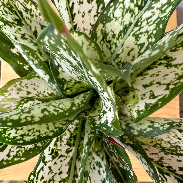 Close-up overhead view of a lush Chinese Evergreen plant with variegated green and white leaves.