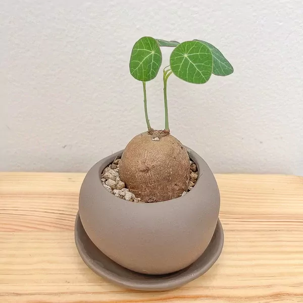 Stephania Erecta Office Plant - Stephania Erecta Office Plant