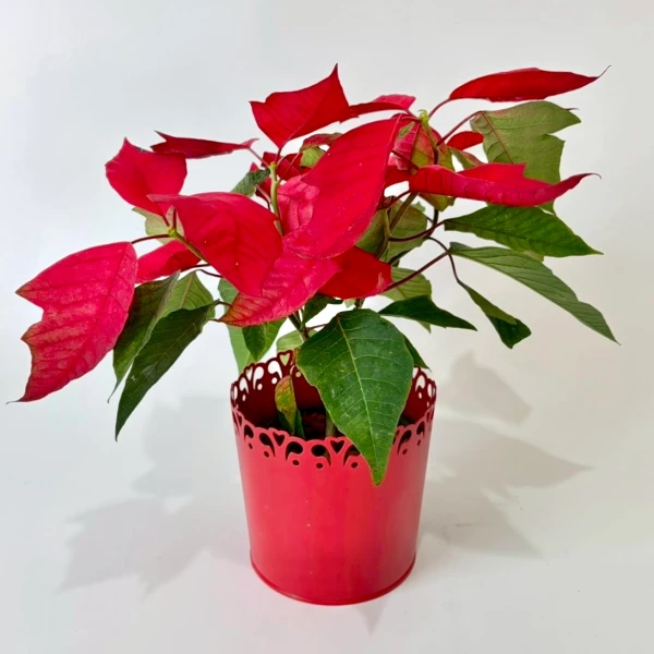 A red poinsettia plant with vibrant red leaves in a decorative red pot.
