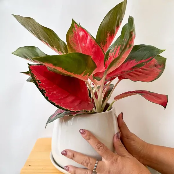 Aglaonema Super Red Star plant with vibrant red and green leaves in a white pot, held by two hands.