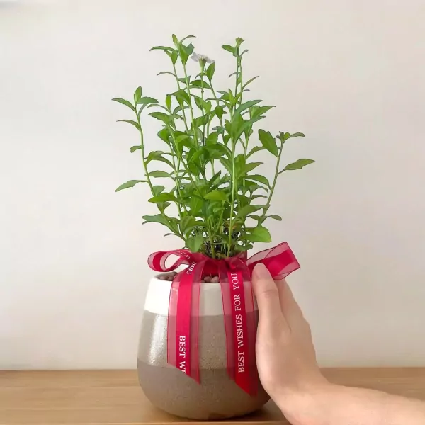 White Small Daisy Plant - 33cm