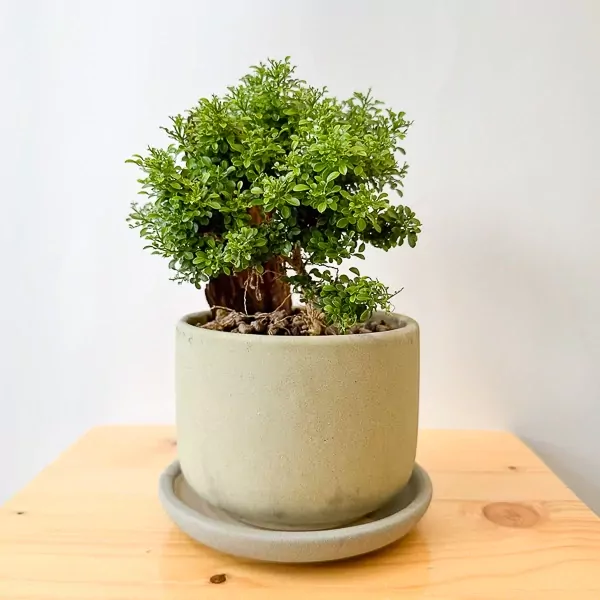 ต้นไม้มงคลชนิดเล็ก