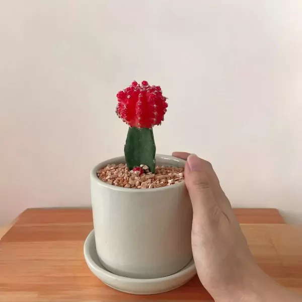 A vibrant red grafted cactus in a white pot, held by a person's hand.