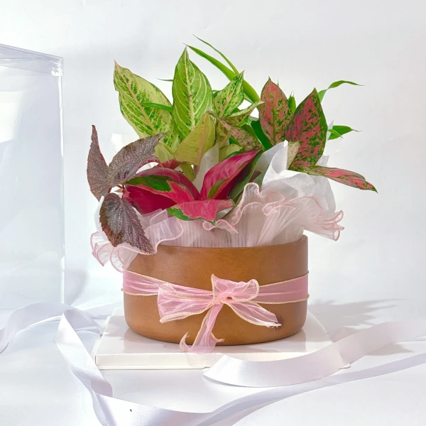 A potted plant arrangement with pink and green leaves, wrapped in a pink ribbon, and a white ribbon trailing on the side.