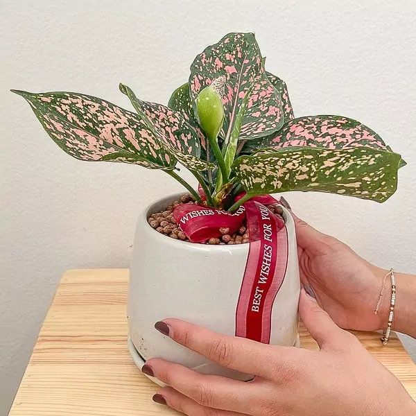 Aglaonema plant with pink and green variegated leaves in a white pot, adorned with a "Best Wishes For You" ribbon.