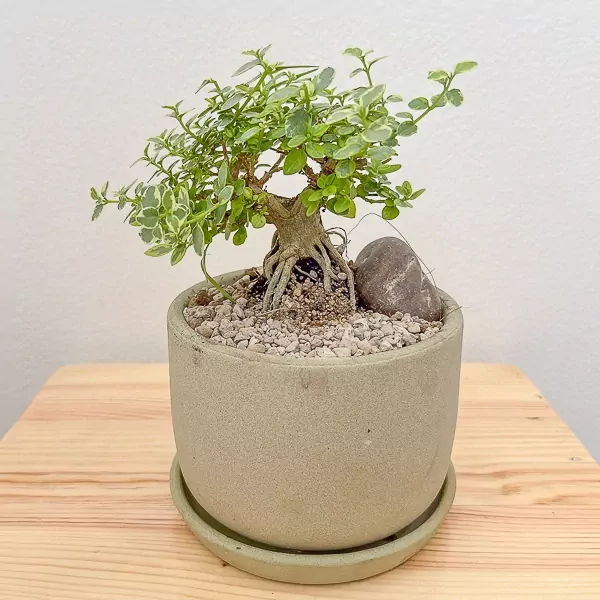 Premna Variegated Wealth Plant - Premna