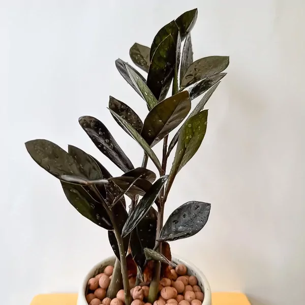 Dark green Zanzibar Gem plant with glossy leaves, in a white pot with clay pebbles.