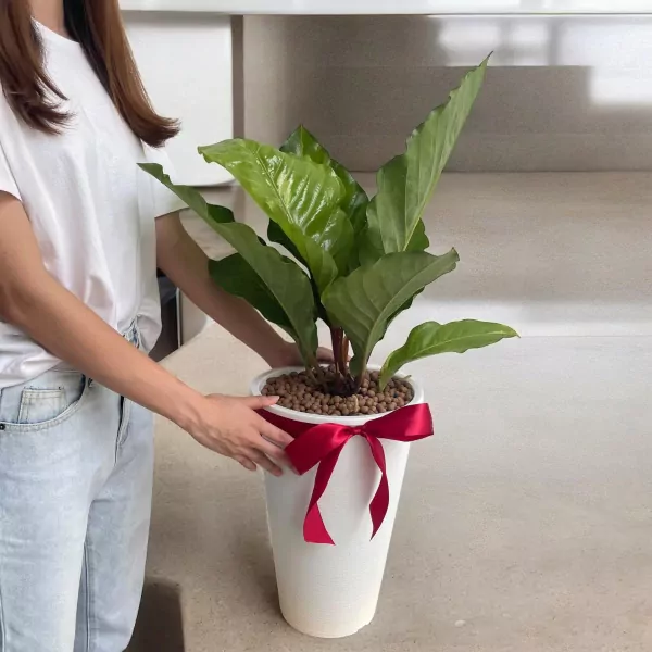 Anthurium Renaissance Plant - 90cm