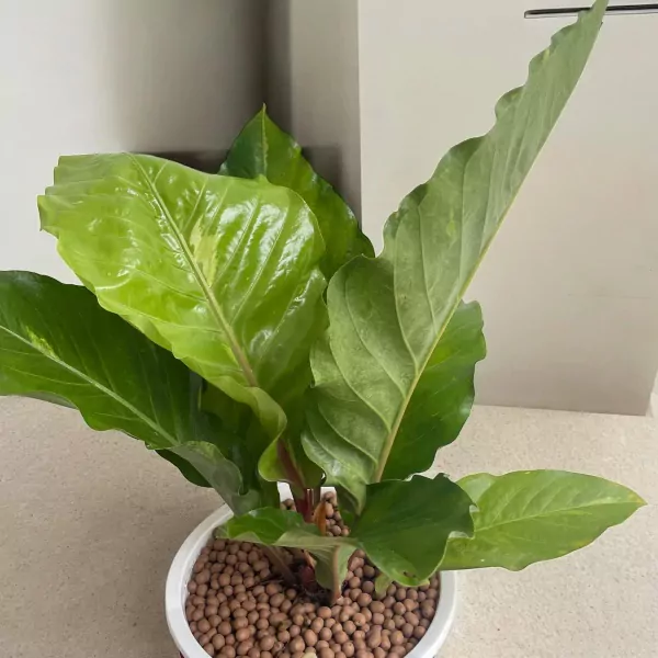 Anthurium Renaissance Plant - 90cm