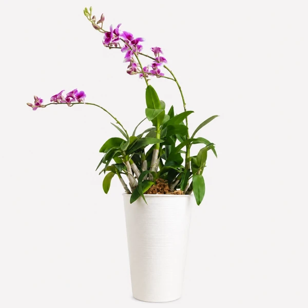 A potted Yaya Orchid with vibrant violet flowers and green leaves.