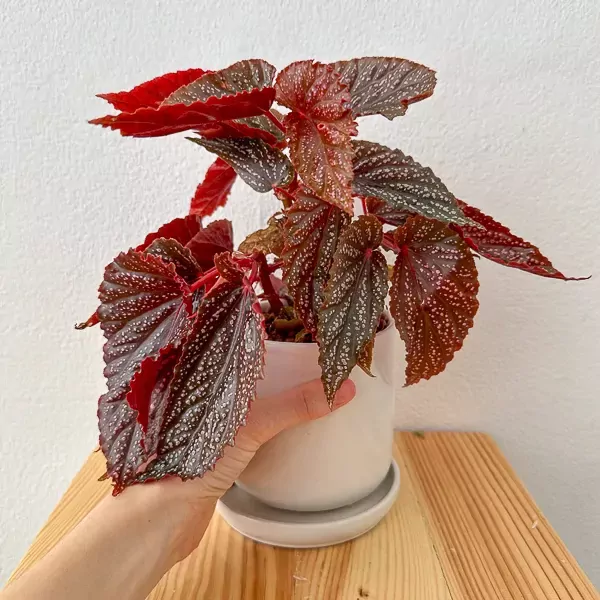 Begonia Benigo Pink - Begonia benigo pink