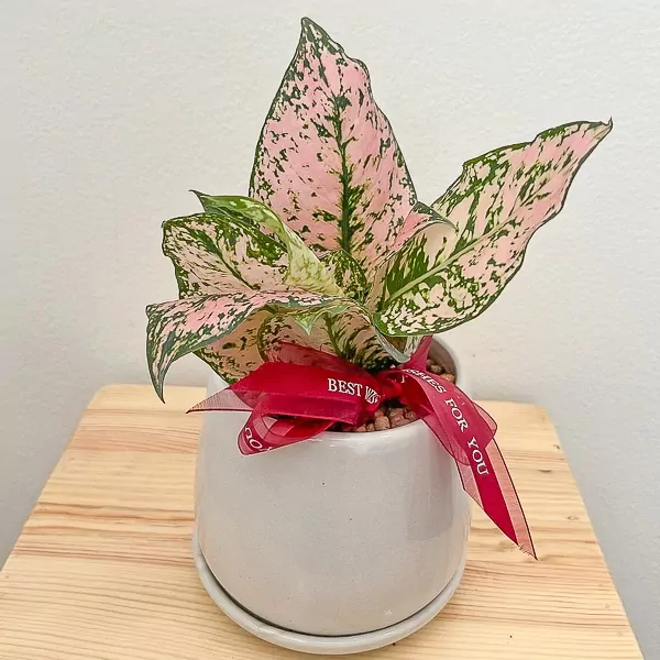 Pink Aglaonema Plant - Pink Aglaonema