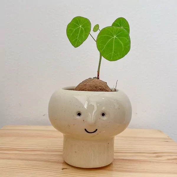 Stephania erecta plant with round leaves in a smiling face pot on a wooden surface.