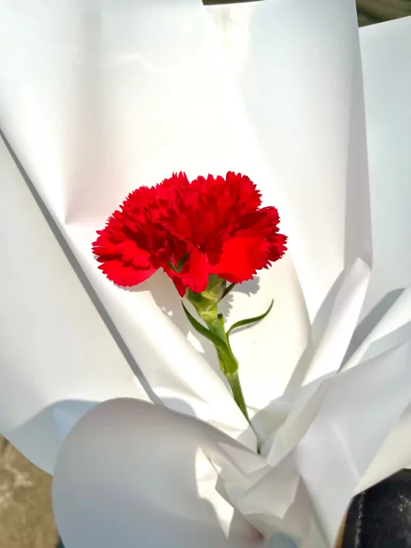 Bright red carnation in white paper wrapping, symbolizing courage.