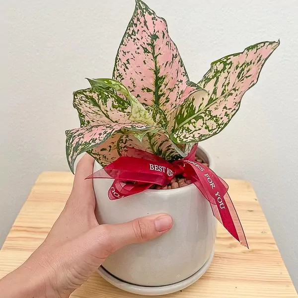 Pink Aglaonema Plant - Pink Aglaonema