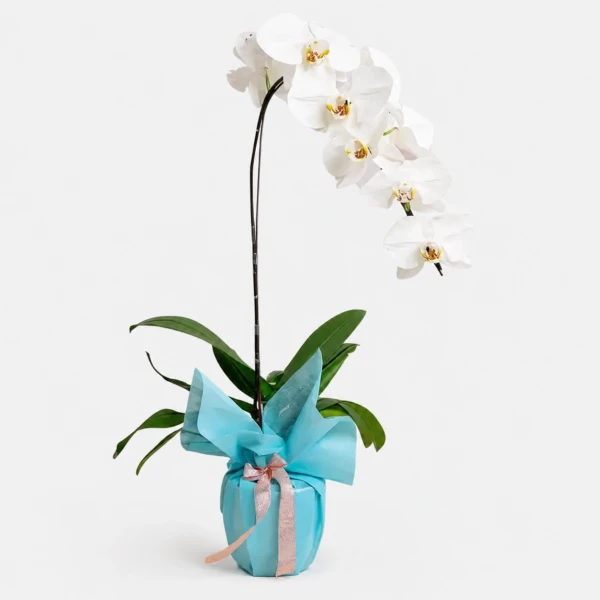 A potted white Phalaenopsis orchid with a tall stem of delicate blooms and green leaves.