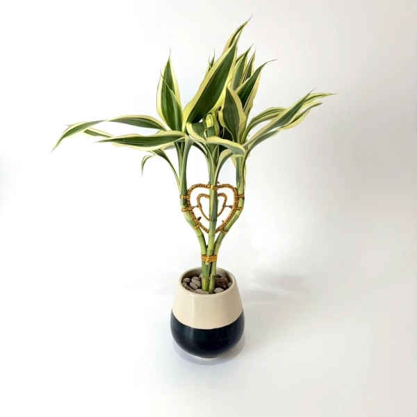 Lucky Bamboo plant with variegated leaves in a ceramic pot, shaped into a heart with gold wire.