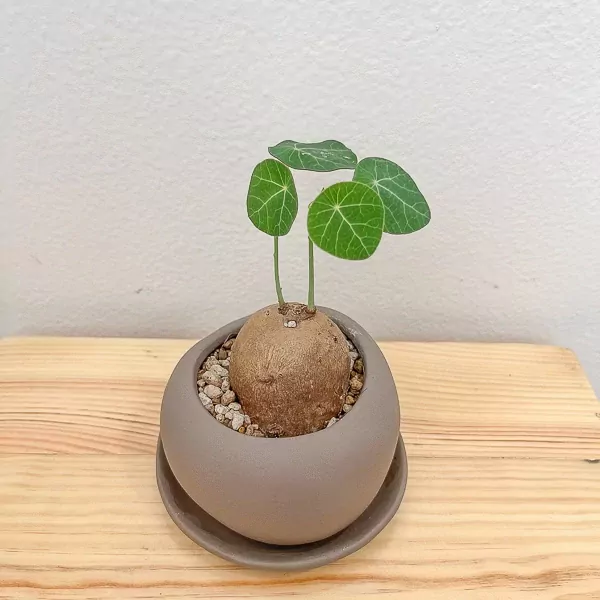 Stephania Erecta Office Plant - Stephania Erecta Office Plant