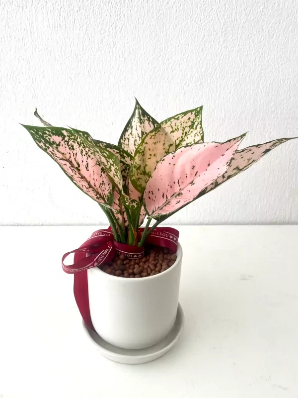 Aglaonema-neon - Aglaonema neon