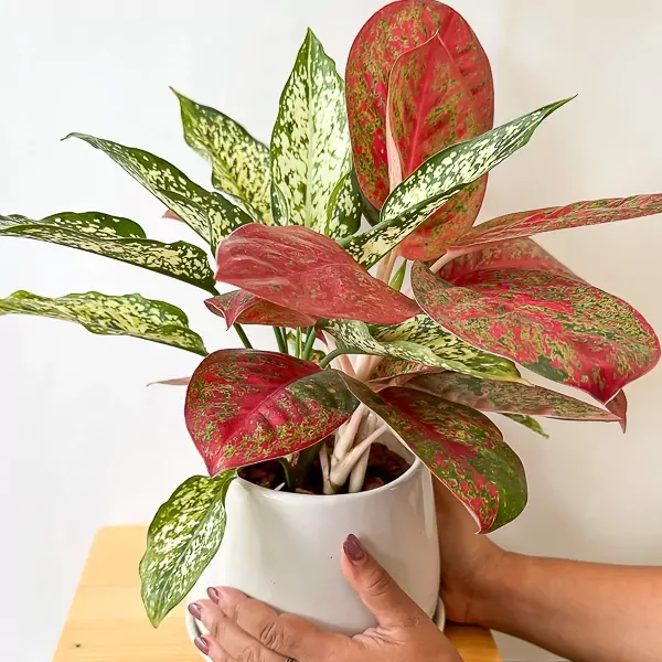 Red and white variegated Aglaonema plant in a white pot, held by hands.