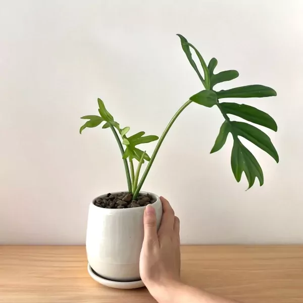 Hand holding a white ceramic pot with a Philodendron indoor plant with lobed leaves.