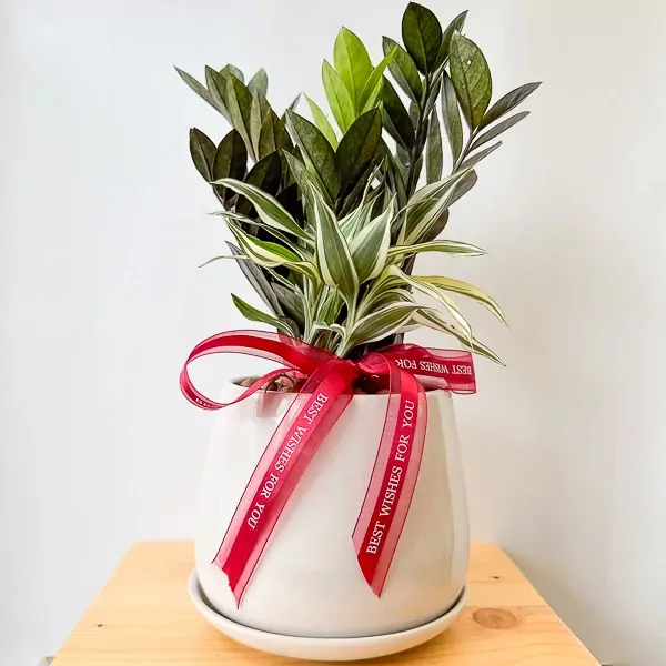 A potted Zanzibar Gem and Belgian Evergreen plant with a red ribbon, on a wooden surface.
