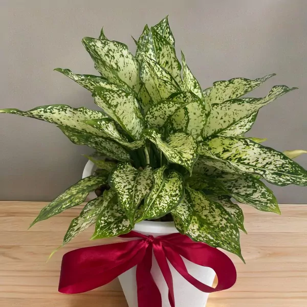 Agonina Lucky Tree Plant - 59cm