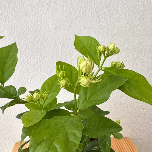Jasmine Tree in Ceramic Pot - Jasmine tree in ceramic pot