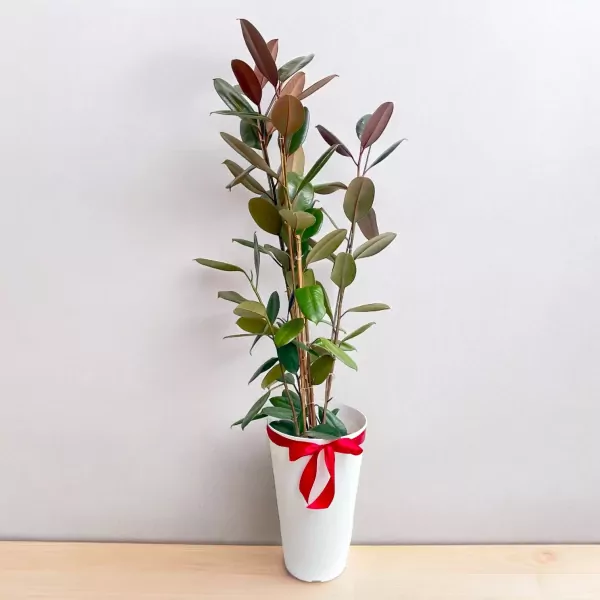 Tall black rubber tree plant with red-black leaves in a white pot with a red ribbon.