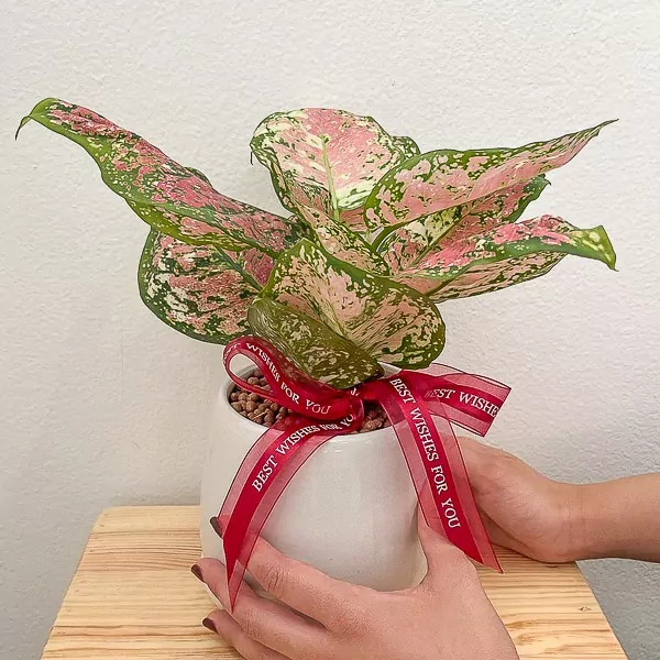 Aglaonema Tricolor Indoor Plant - Tricolor