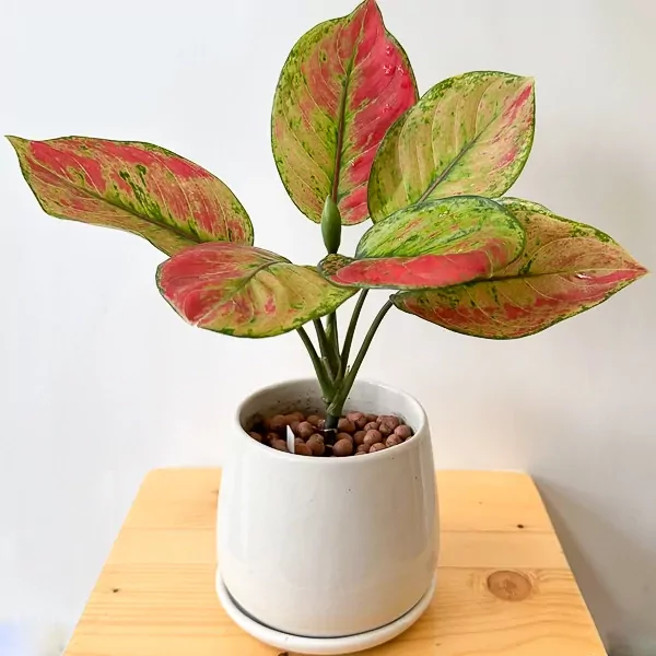 Red Aglaonema plant with vibrant pink and green leaves in a white pot.