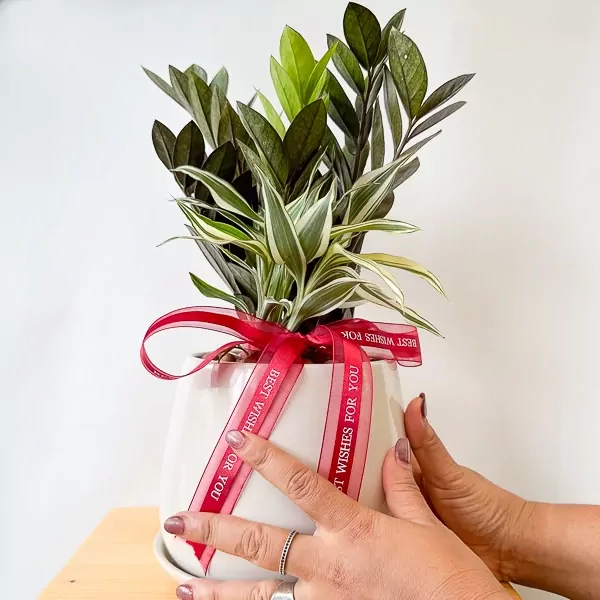 Potted Zanzibar Gem and Belgian Evergreen plants with a red ribbon.