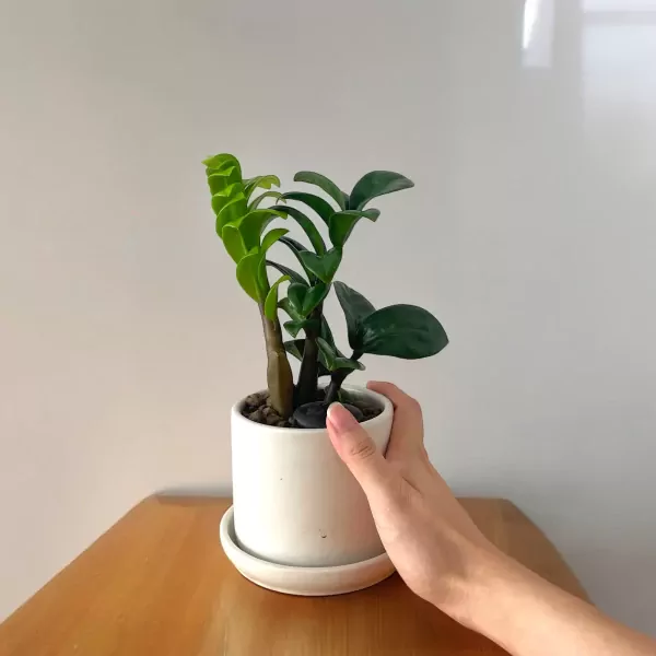 Zamioculcas Zamifolia Desk Plant - 25cm