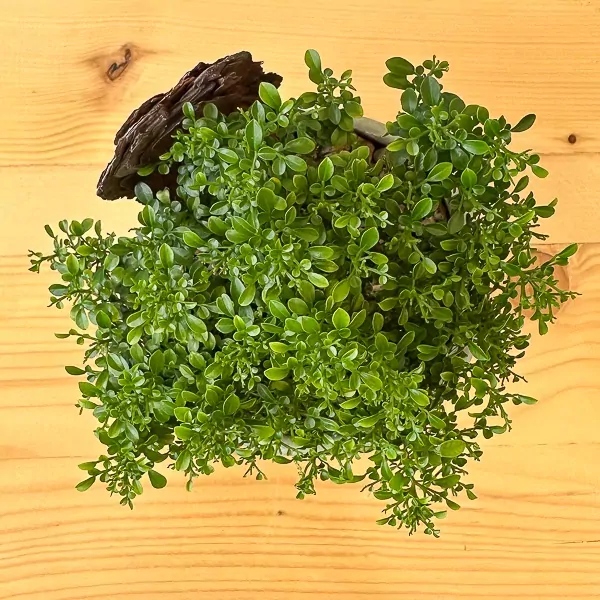 Overhead view of a lush green Murraya Paniculata bonsai plant in an 11cm pot, with a piece of bark.