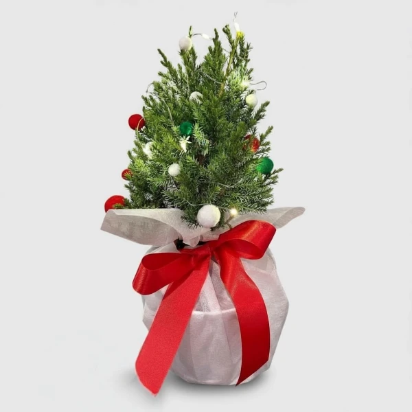 Mini Real Christmas Tree - Standard