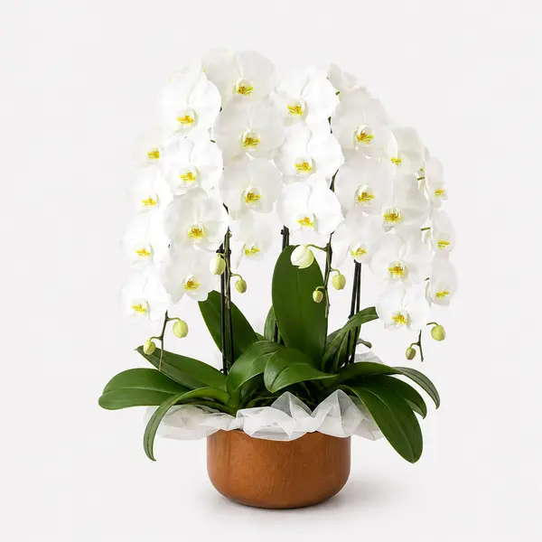 Majestic Orchids Vase 1