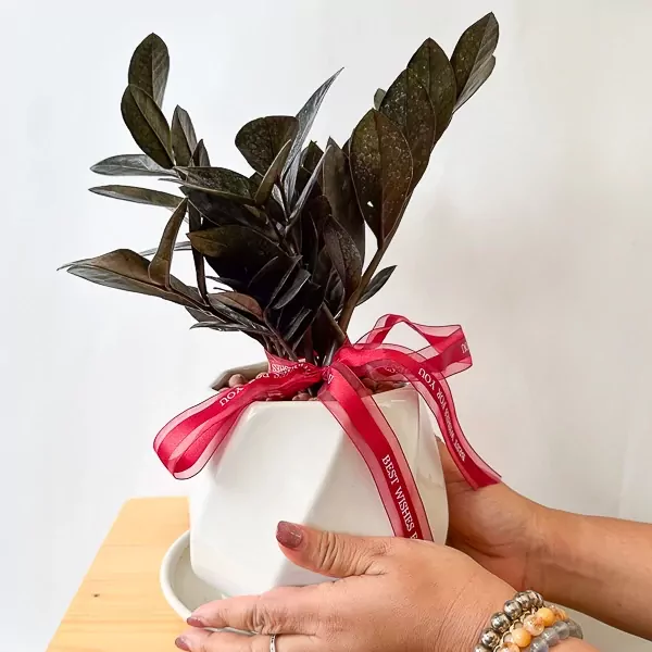 Zanzibar Gem plant in white geometric pot with red ribbon.