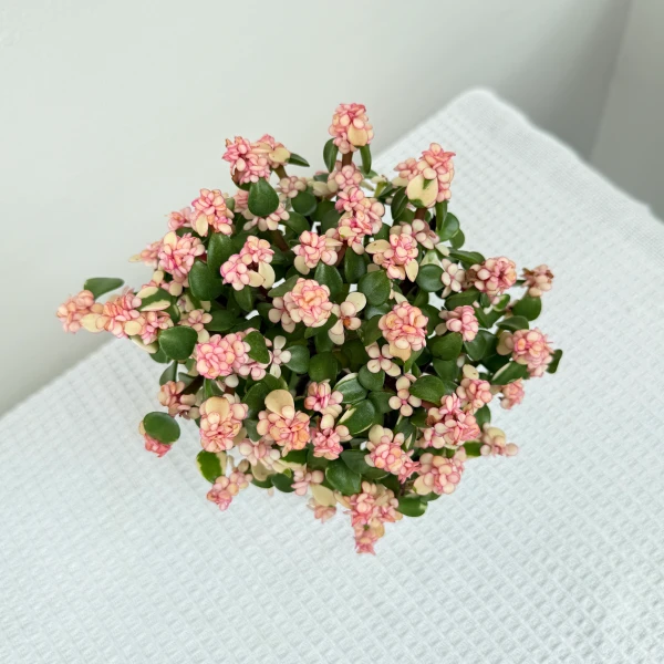 Pink Elephant Bush plant with small pink and cream flowers and green leaves.