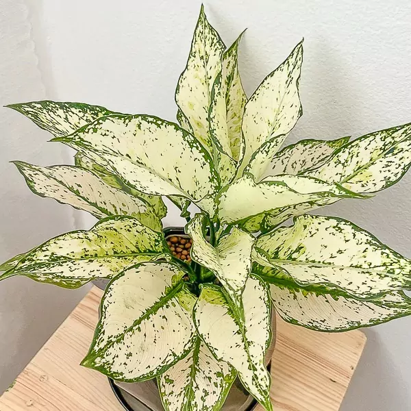 White Aglaonema Plant - Aglaonema Plant