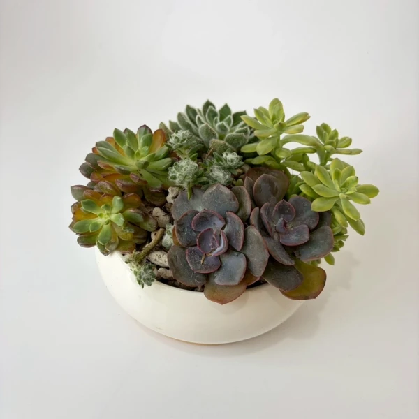 A white bowl filled with a variety of colorful, low-maintenance succulents.