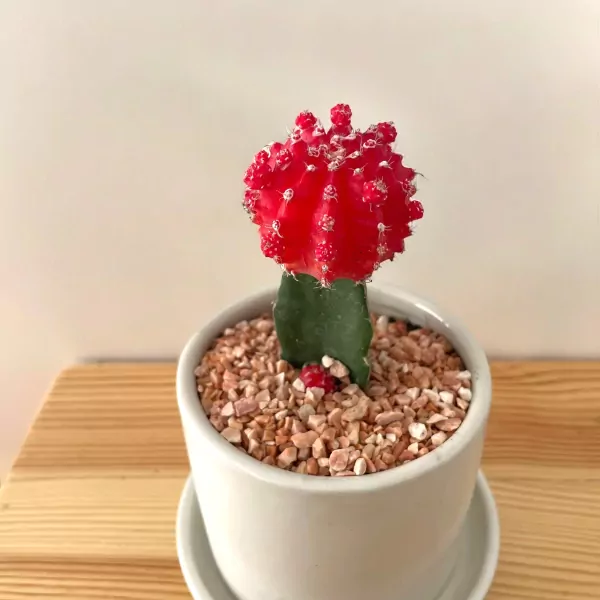 Red grafted cactus in a white pot with pebbles, on a wooden surface.