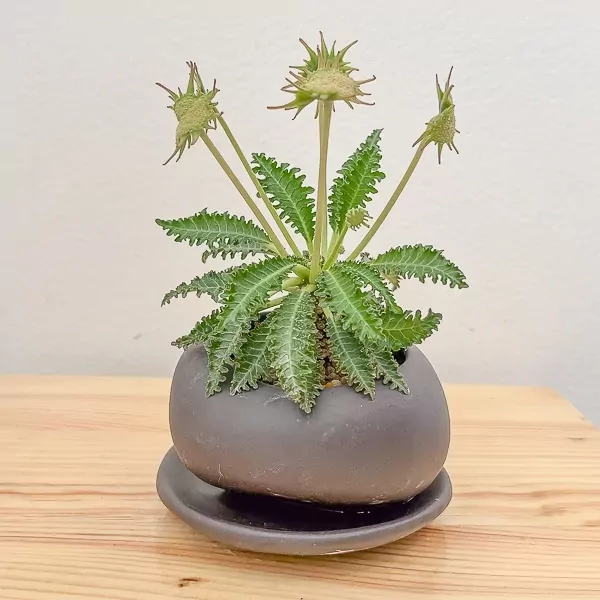 Dorstenia Foetida Indoor Plant - Dorstenia
