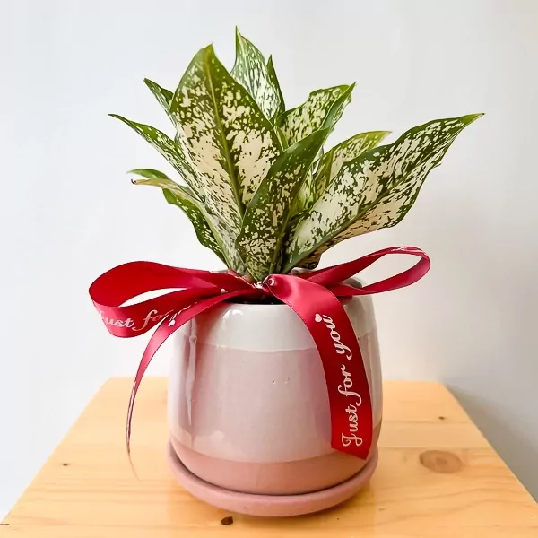 Aglaonema plant with white and green leaves in a pink and white pot, tied with a red ribbon that says "Just for you".