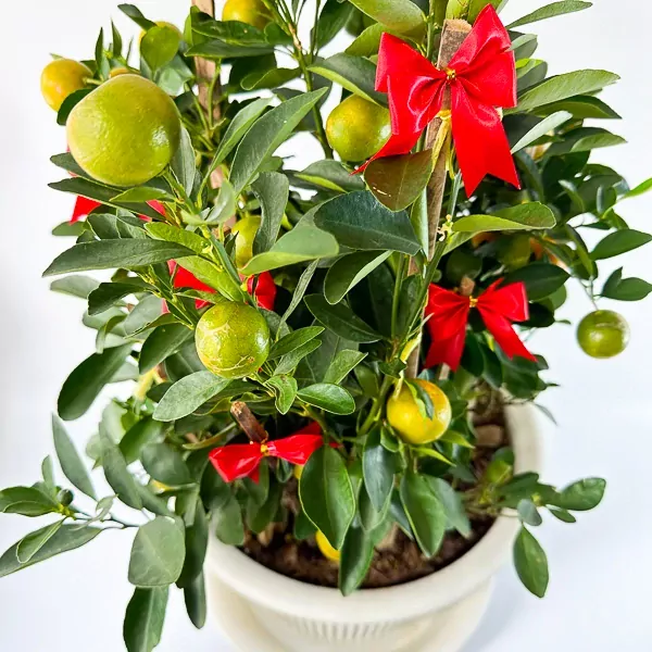 Potted citrus plant with green leaves, ripening oranges, and red bows.
