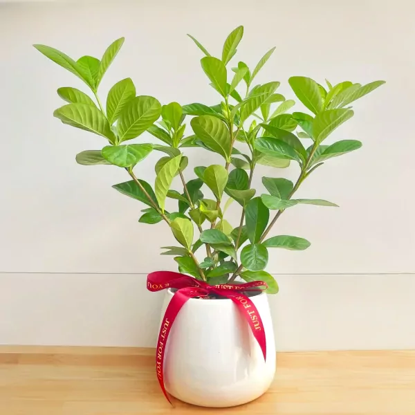 A vibrant green gardenia plant in a white pot with a "Just For You" ribbon.