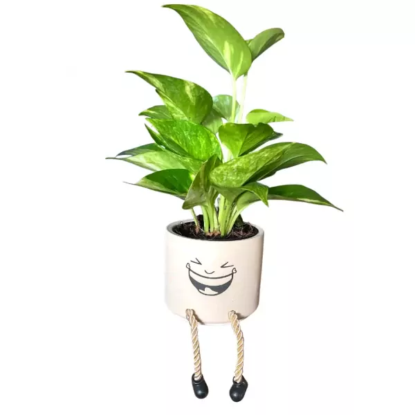 Devil's Ivy Potted Plant: Not as sinister as it sounds