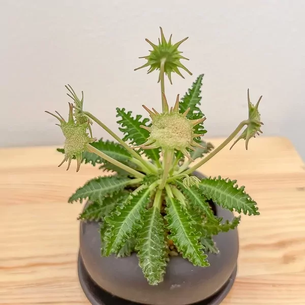 Dorstenia Foetida Indoor Plant - Dorstenia