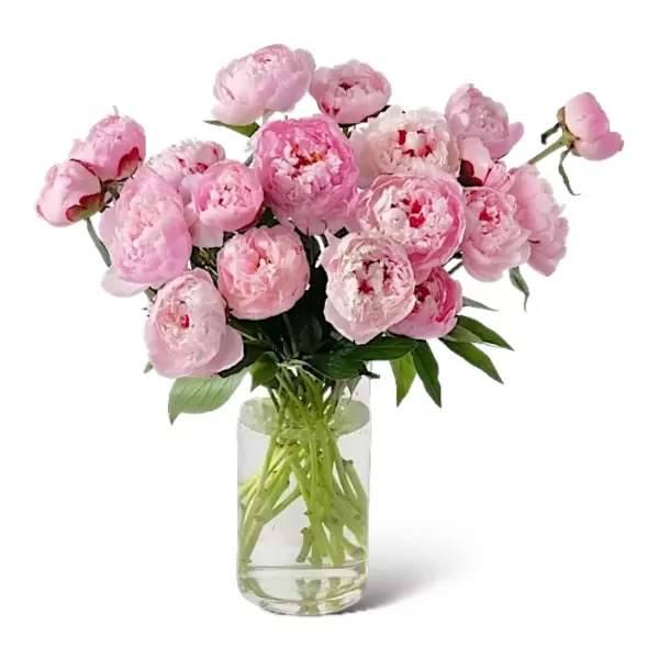 Pink peonies in a clear vase, a beautiful floral arrangement.