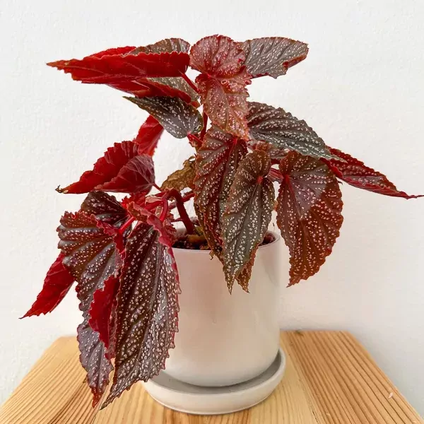 Begonia Benigo Pink - Begonia benigo pink